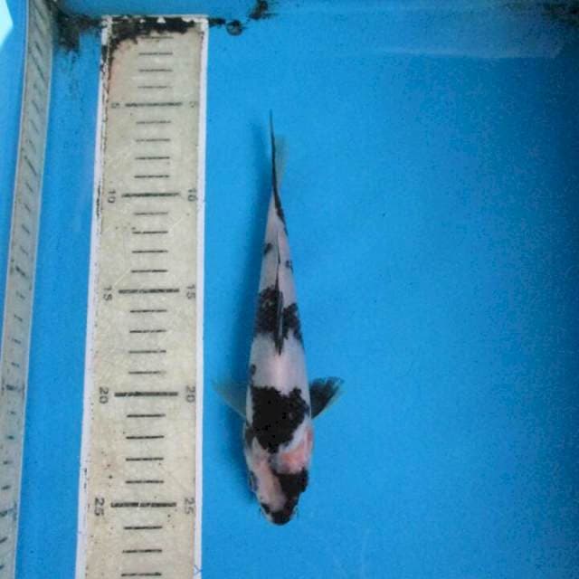 Pratama18cm