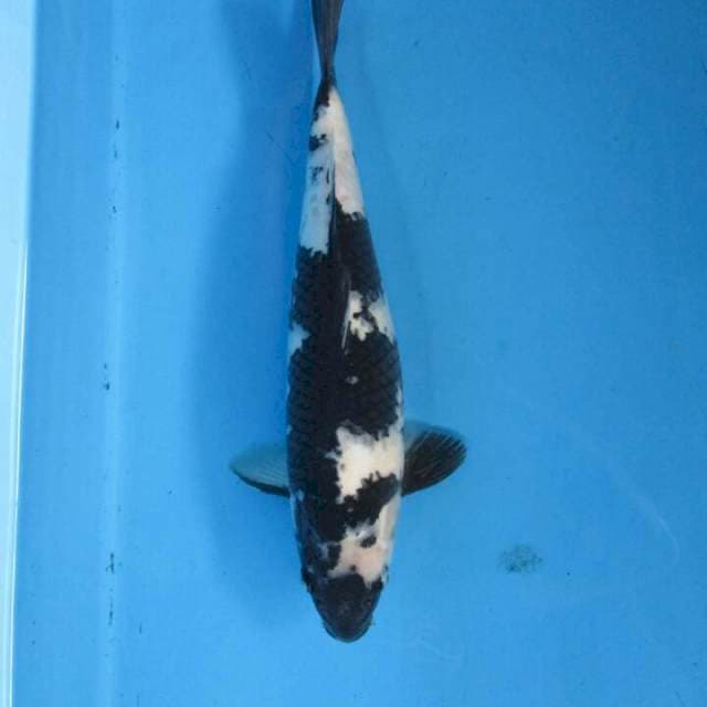 Pratama35cm