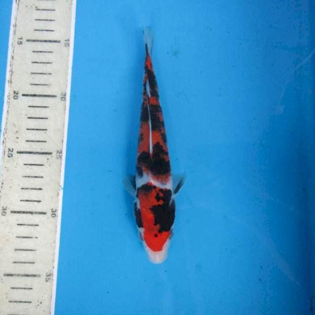 Sansoku20bu