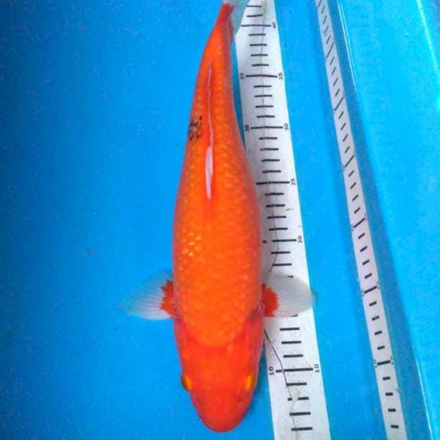 AKA HAJIRO GINRIN MONTOK 37 cm