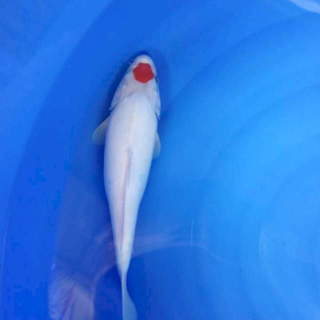 Tancho mulus