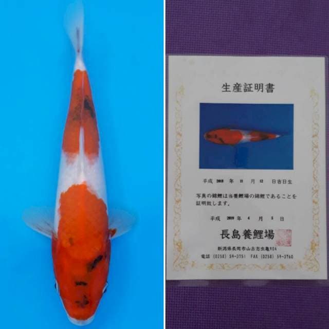 Showa nagashima 25cm sertifikat