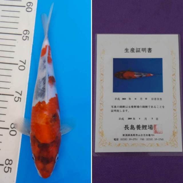 Showa nagashima 25cm sertifikat