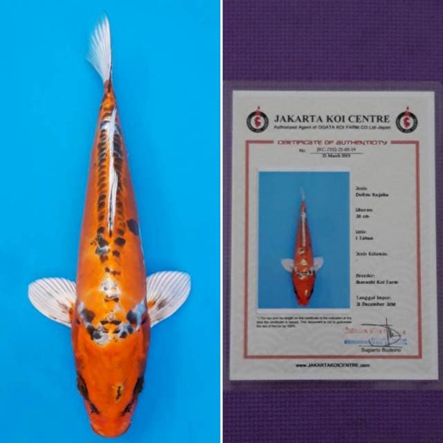 Kujaku doitsu ikarashi 31cm sertifikat