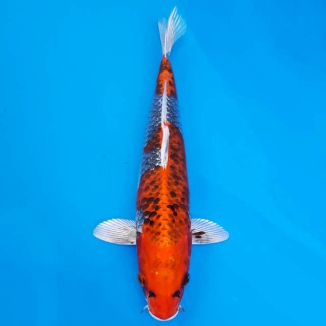Kujaku kaneko 35cm non-serti