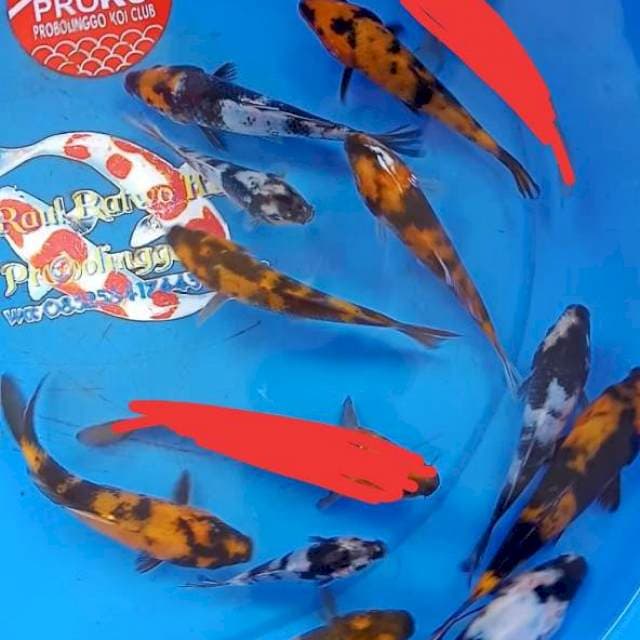Mix shiro,utsuri tanco sowa ori