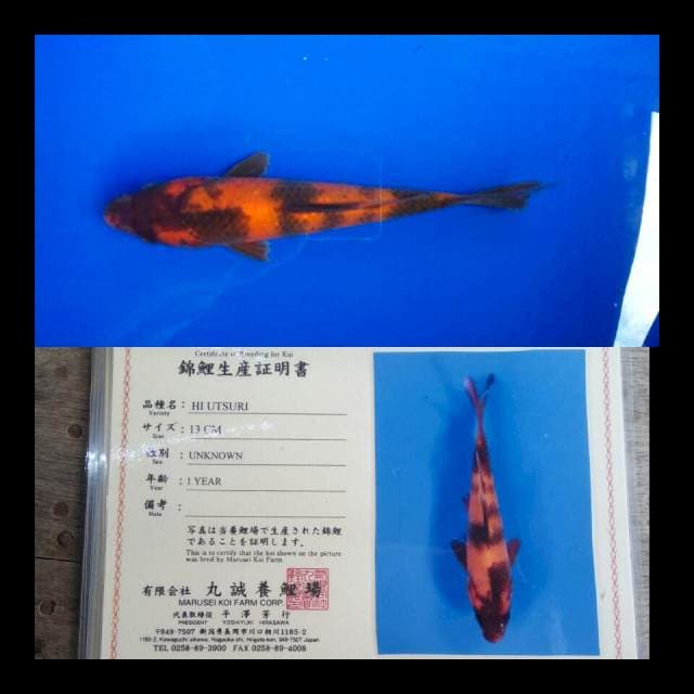 Hi utsuri import marusei