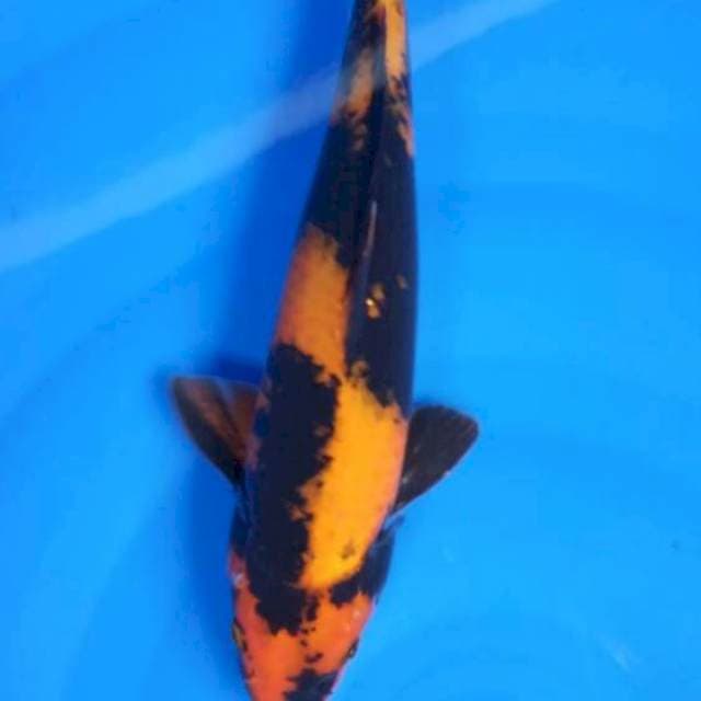 Hi utsuri