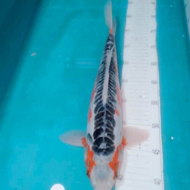 Shusui..41cm