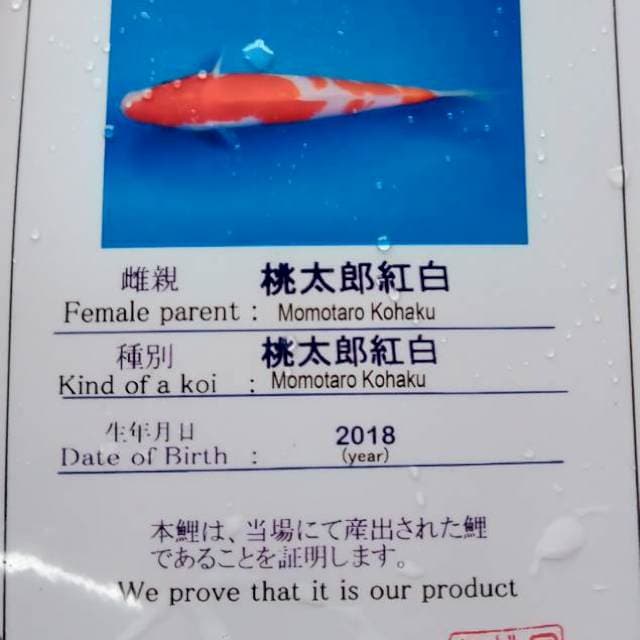 Kohaku import momotaro serty
