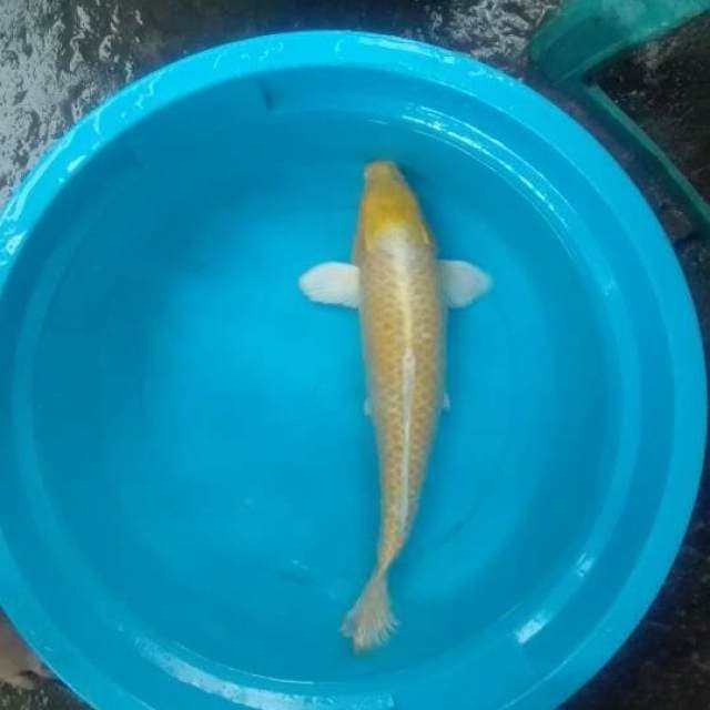 JUMBO