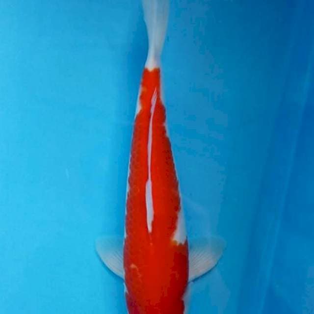 Kohaku