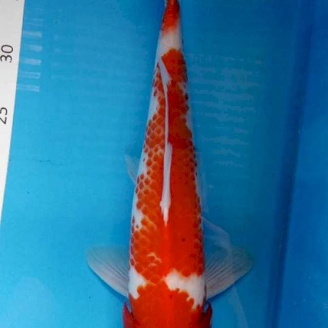 Kohaku