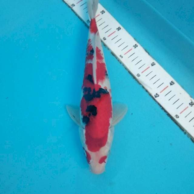 F1 34cm merah merona