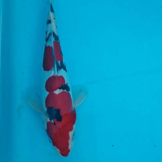 Doitsu mulus 28cm