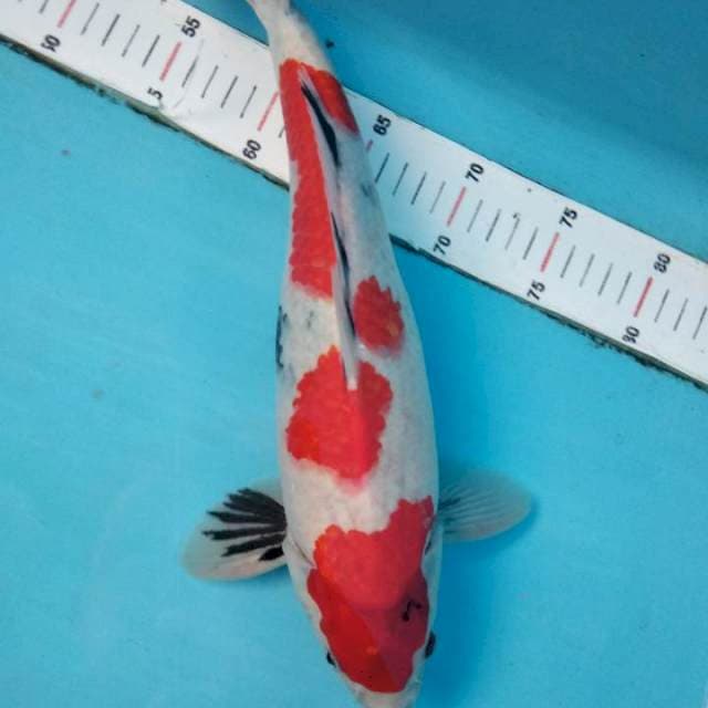 Showa tategoi calon Joss 37cm