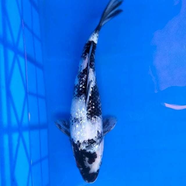 D4 ShiGin Bodi Aduhai
