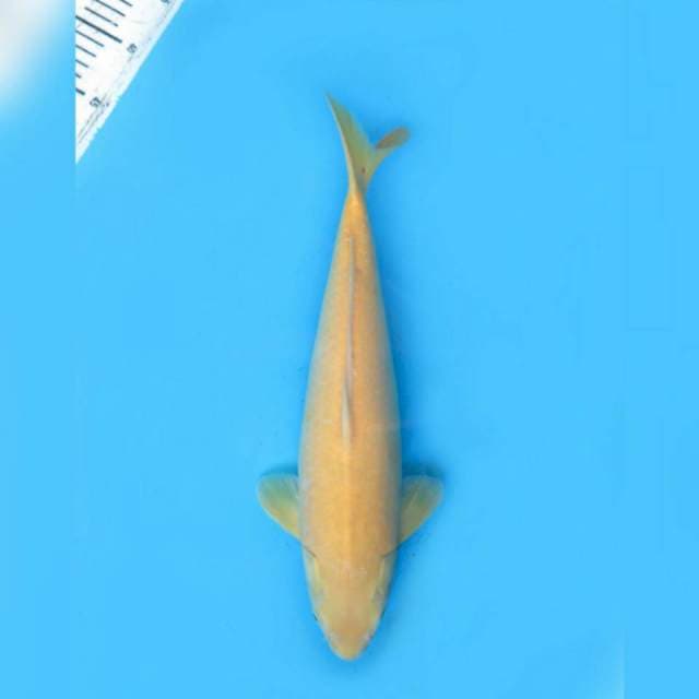 40cm Male - Karasigoi Red Eye Edisi Jinak Di Filter