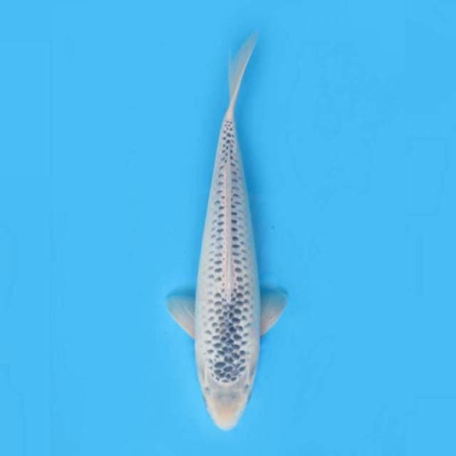 40cm Fml - Jumbo Asagi Bersih