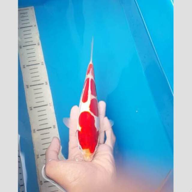 kohaku cantik koleksi 25cm