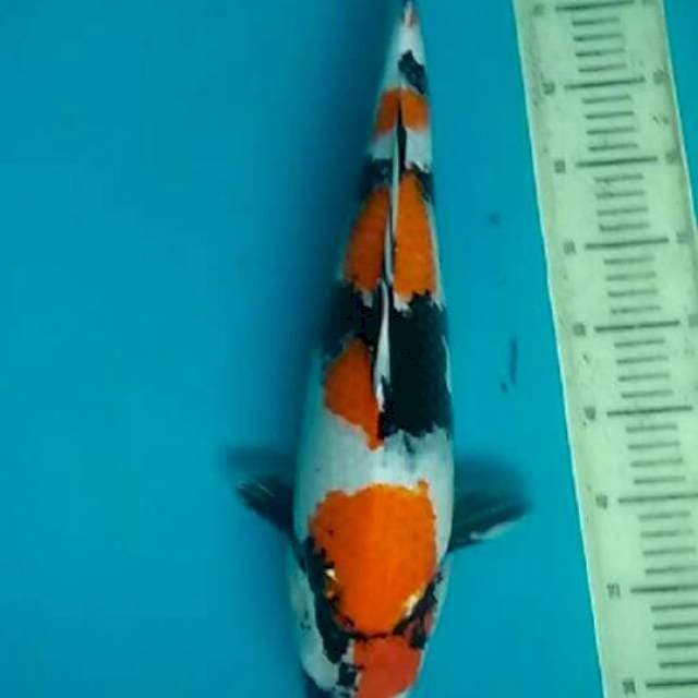 Showa 50 cm
