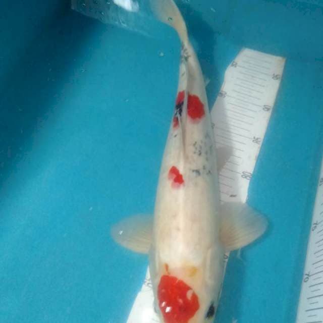 SHOWA,,MALE 43CM
