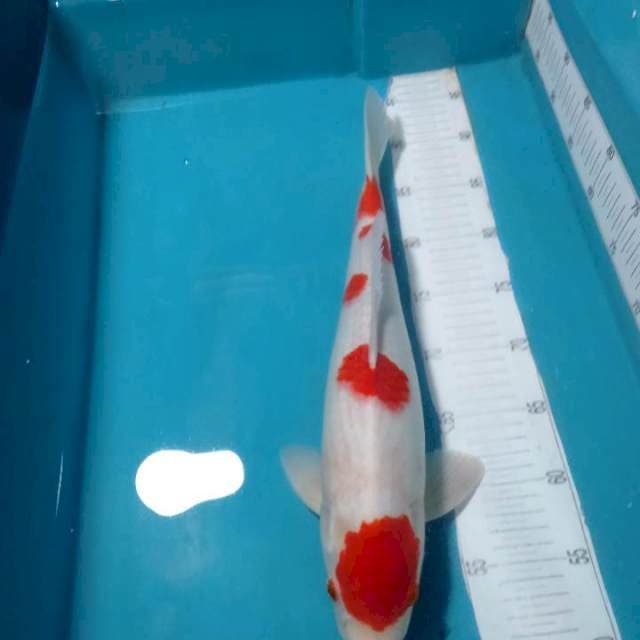 KOHAKU,,MALE 43CM