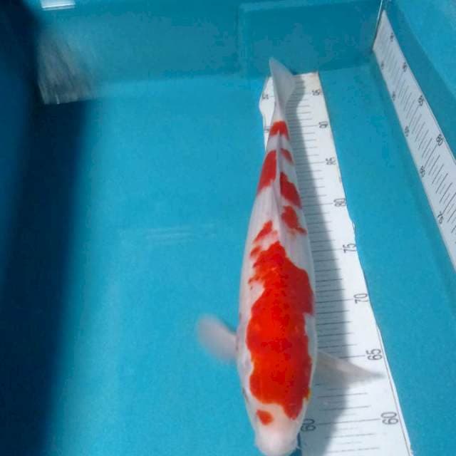 KOHAKU,, MALE 40CM