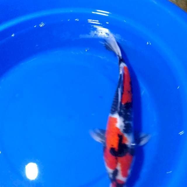 SHOWA,,42CM