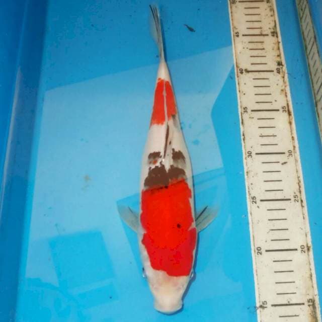 32cm SANKE