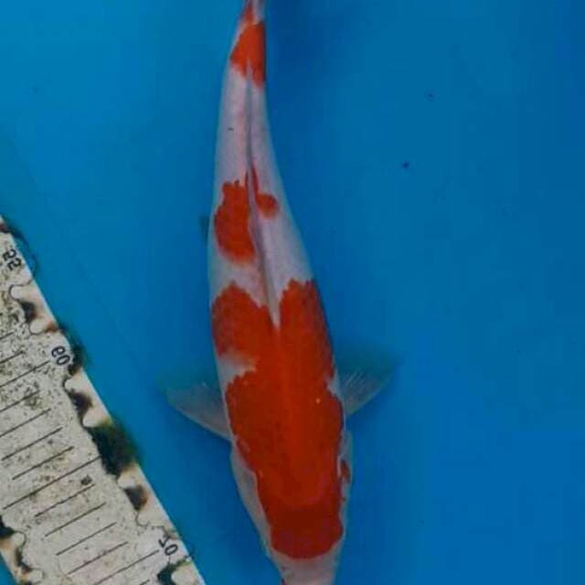 SANDAN KOHAKU 3step
