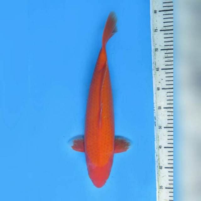 45cm Fml - Calon Jumbo Benigoi Mulus Dan Jinak