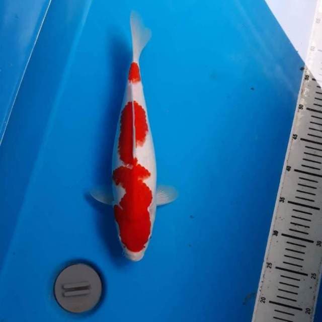F.KOHAKU CALON JUMBO