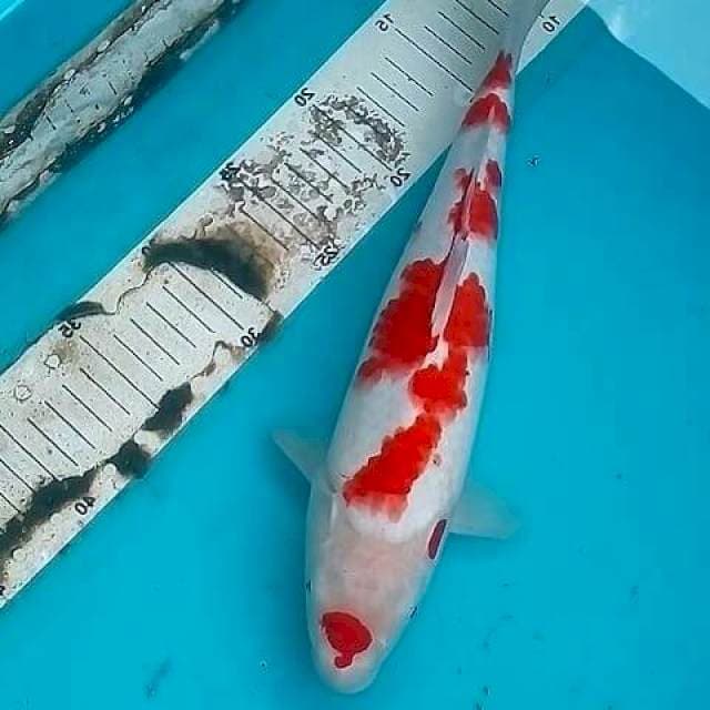37cm SAKURA KOHAKU