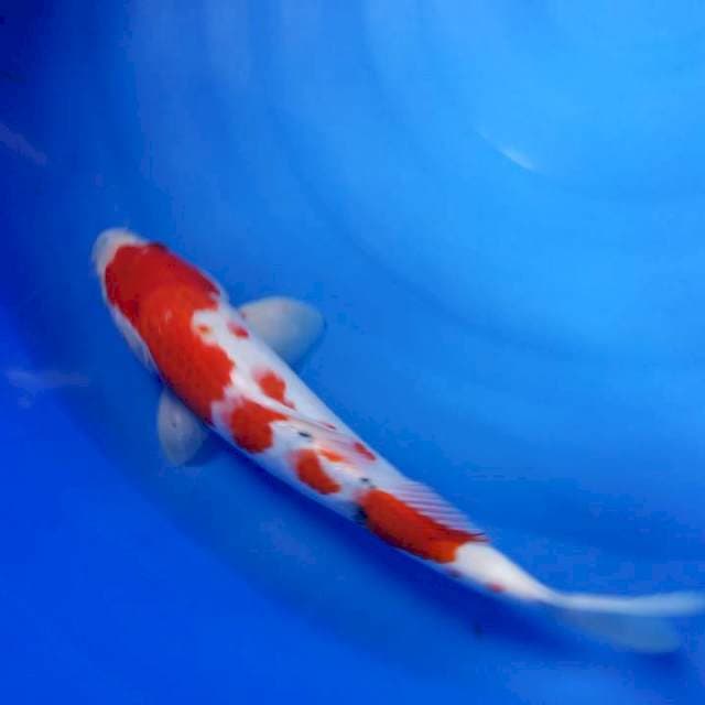 Jantan