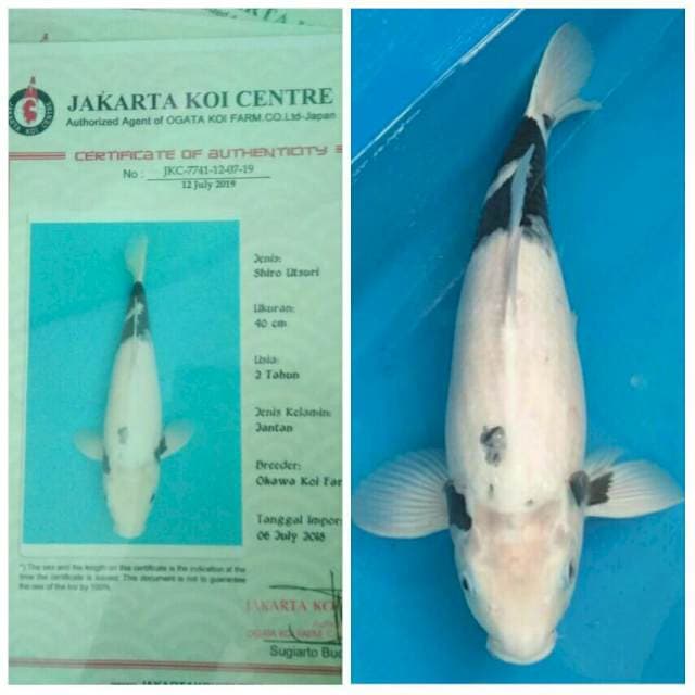Okawa Jumbo Shiro