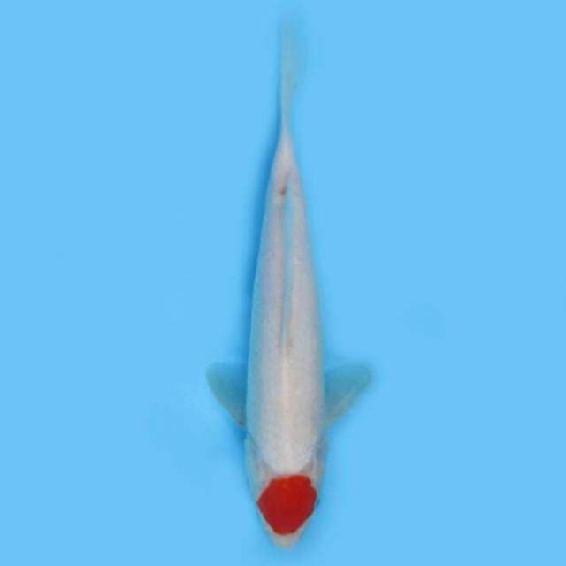 BKS ( TANCHO KOHAKU 27 CM )