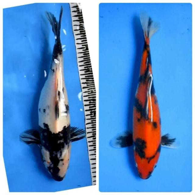 PAKET 2 EKOR 36&32 CM