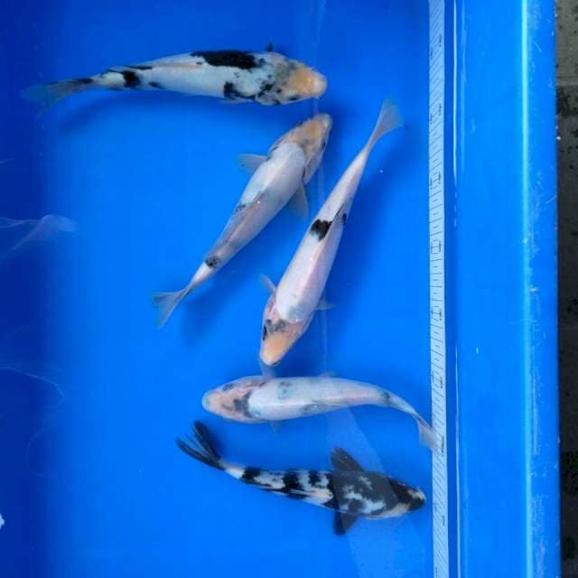 MIX
