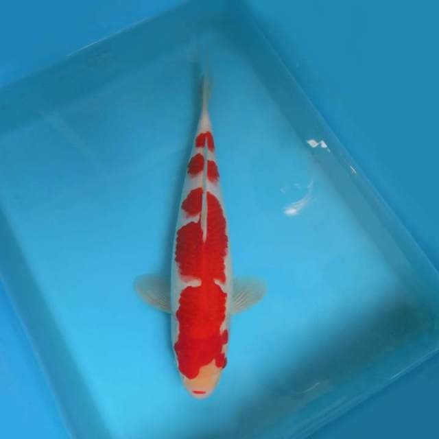 2. KOHAKU 3 STEPS