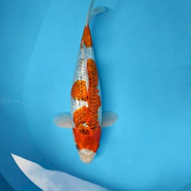 SATTO ICHI 12 - KUJAKU GIN RIN ®