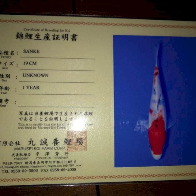 Sanke 19cm (Marusei). Import dan Sertifikat