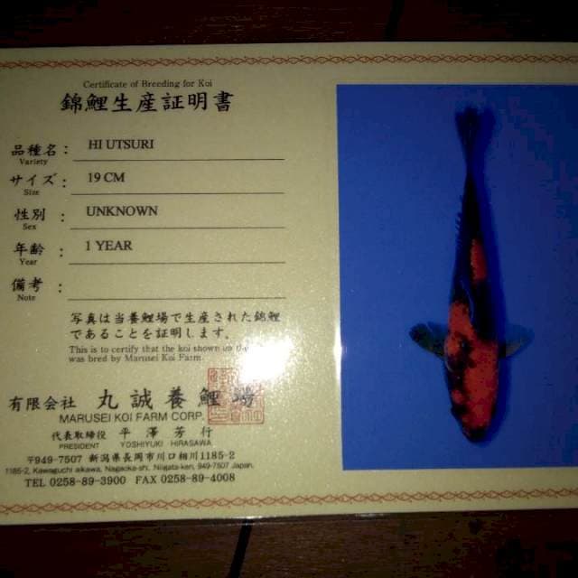 Hi Utsuri 19cm (Marusei). Import dan Sertifikat