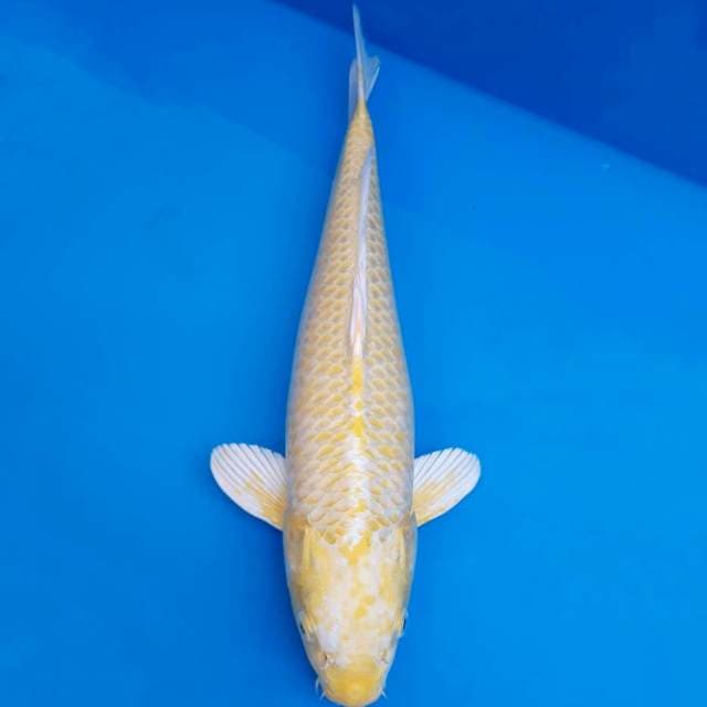 Ogon okawa 41cm non-serti