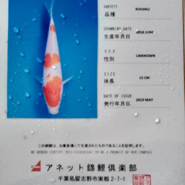 Kohaku import serti anetto