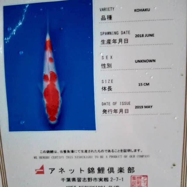 Kohaku import anetto
