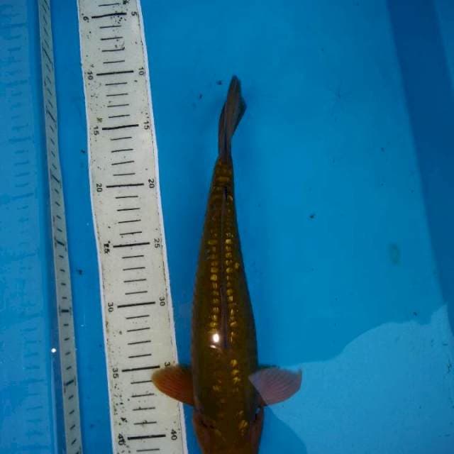 cagoi ful ginrin 26cm