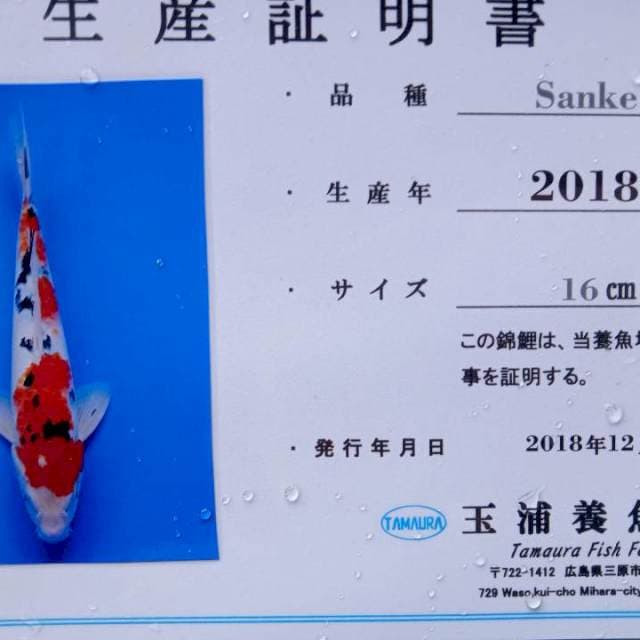 Sanke import tamaura farm
