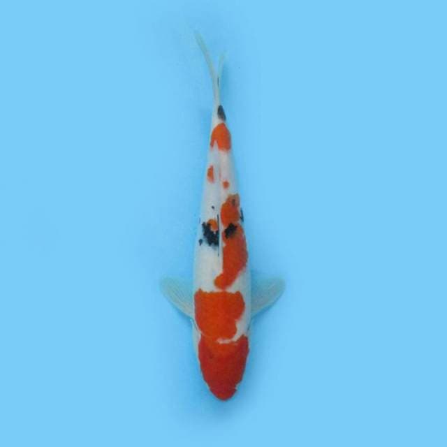 BKS ( SANKE 29 CM )