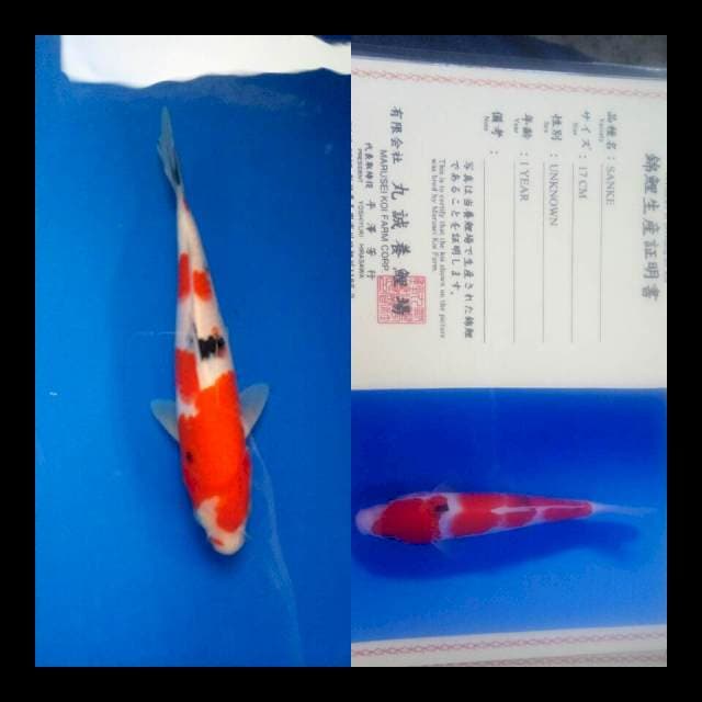 Sanke import marusei